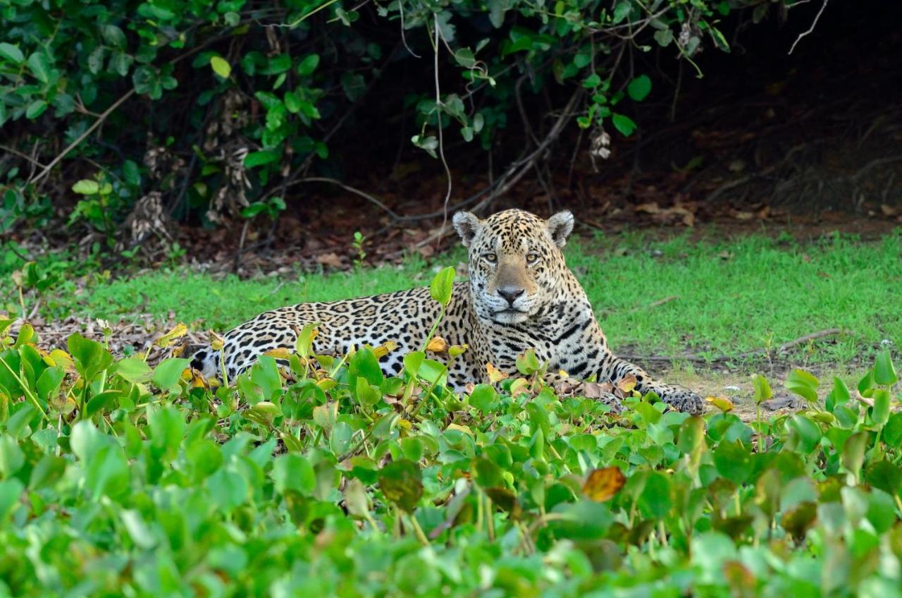 Southwild Pantanal Lodge Pixaim Exterior photo