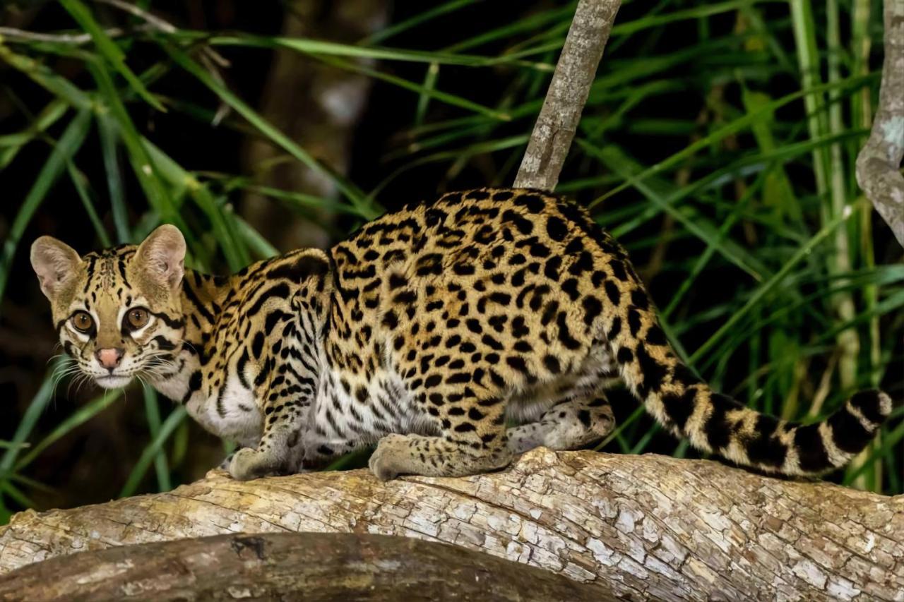 Southwild Pantanal Lodge Pixaim Exterior photo