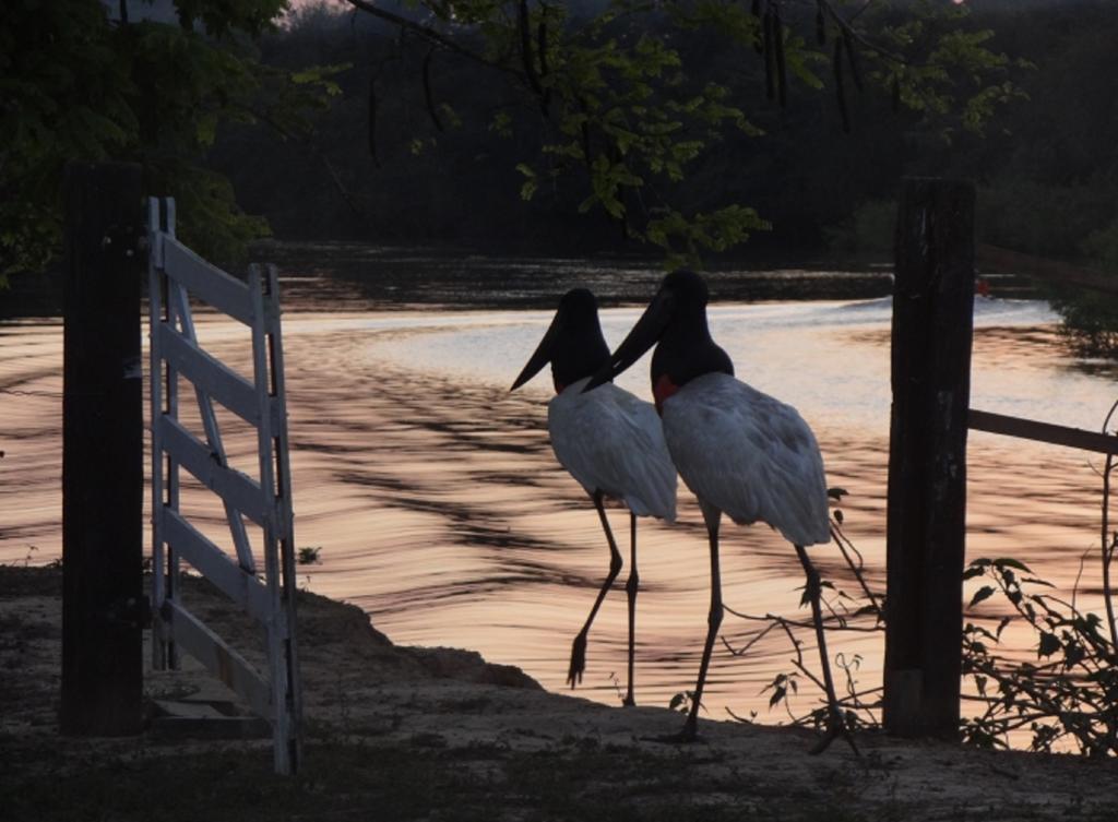 Southwild Pantanal Lodge Pixaim Exterior photo